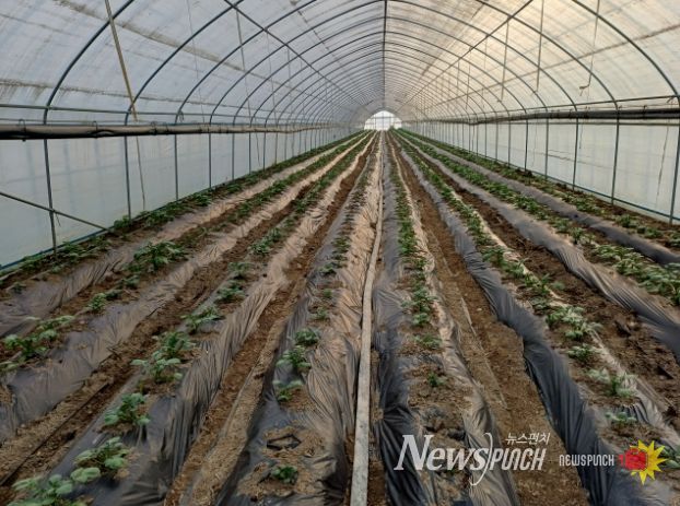 겨울감자 재배시설