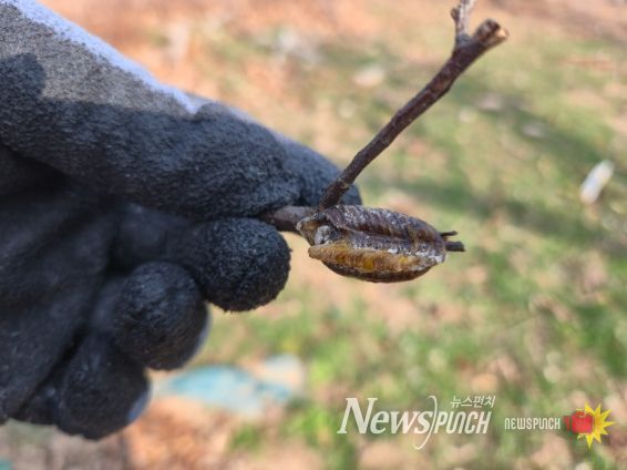 순포습지 일대 돌발해충 월동난 합동예찰