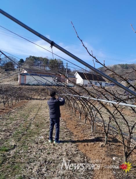 돌발해충 월동난 예찰 모습