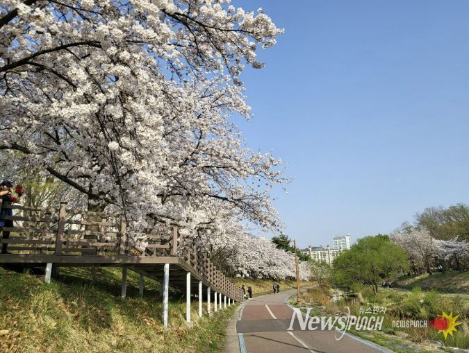 성남시, 벚꽃길 명소 9경