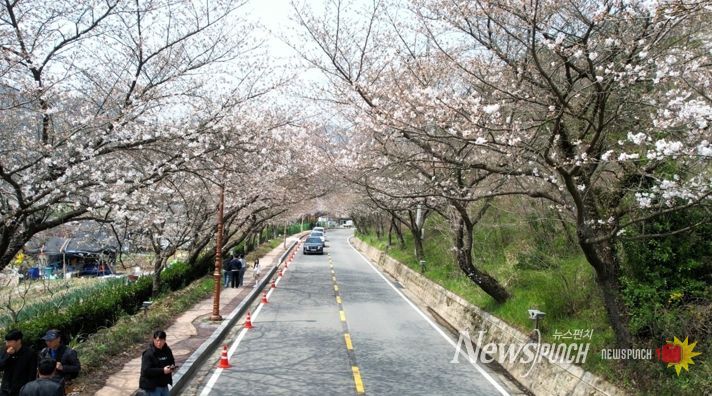 나주시가 오는 4일 한수제 일원에서 ‘2026년 제12회 한수제 벚꽃축제’를 개최한다.