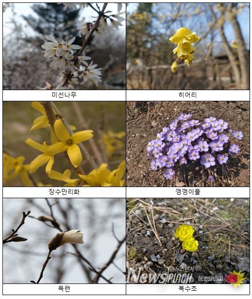 봄꽃 식물 사진 자료