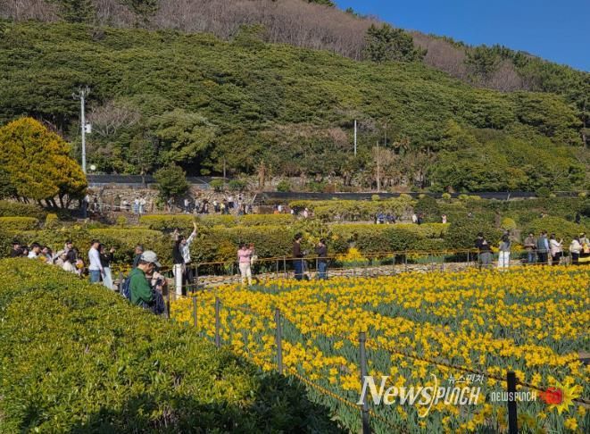 거제9경 공곶이 수선화 경관조성 관리 연장 추진