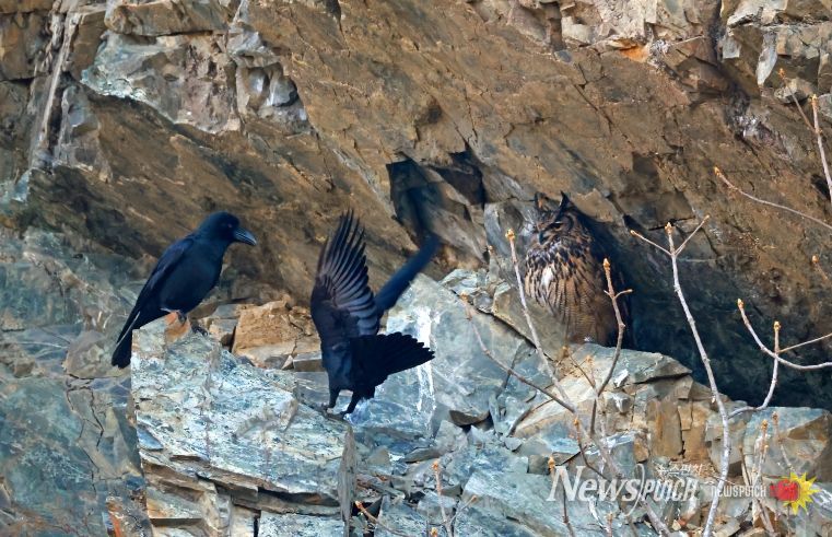 울주군 절개지 암벽서 수리부엉이 4형제 포착
