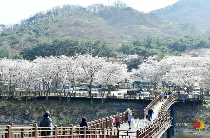 담양호·추월산 적신 분홍빛 봄물결
