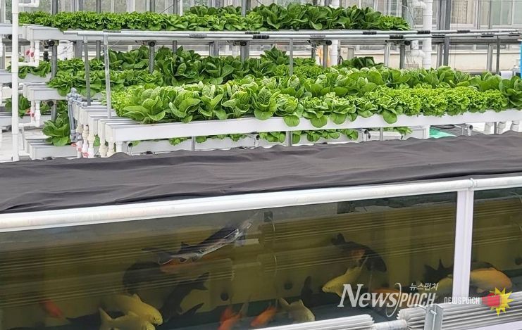 경기도농업기술원, ‘아쿠아포닉스 상추 친환경 관리 매뉴얼’ 발간