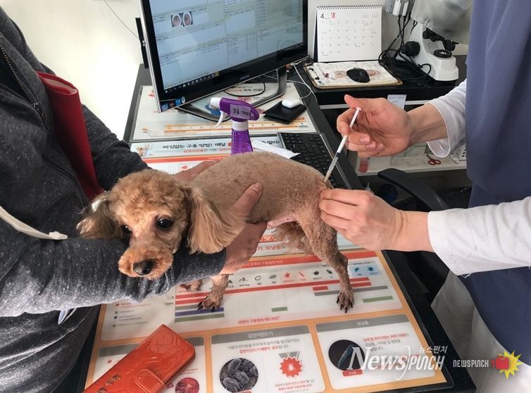 관내 협력 동물병원에서 광견병 예방접종을 하고 있