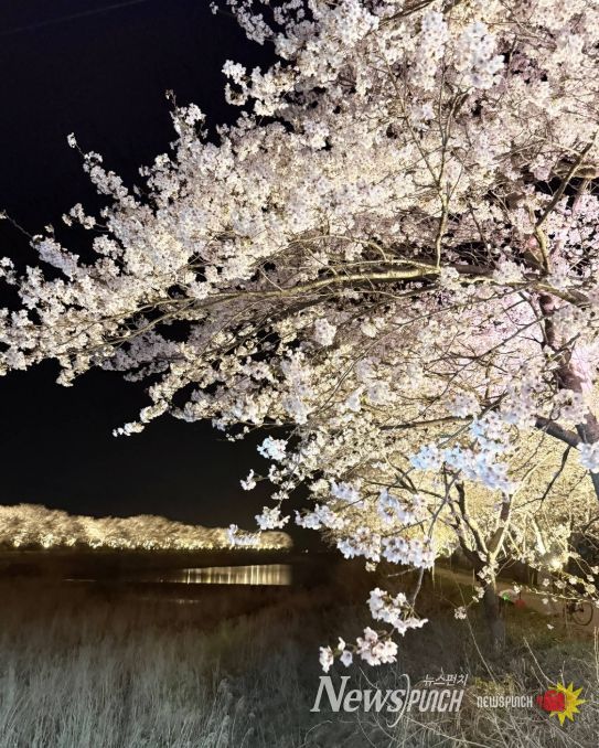 장흥 용산면 남상천 벚꽃문화제