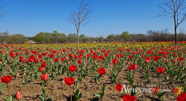 '튤립 향연'…익산 용안생태습지, 봄으로 물든다