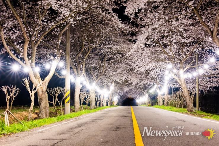 진도 운림산방, 야간 벚꽃 터널로 ‘낭만 더한다’