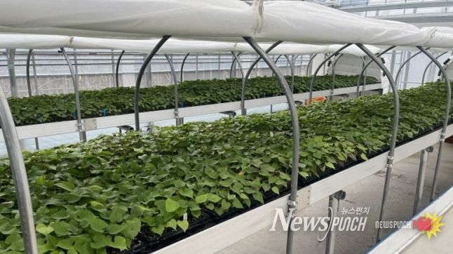 순화 육묘 중인 고구마 조직배양 무병묘