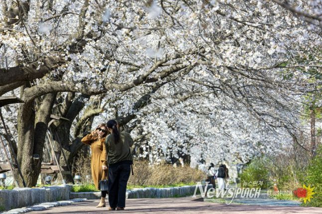 괴산군 청안면 벚꽃나무 길에서 나들이객들이 사진을 찍으며 봄 추억을 담고 있다.