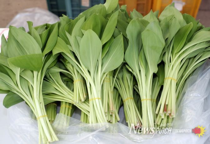 봄 기운 가득, 홍천 산채 본격 출하