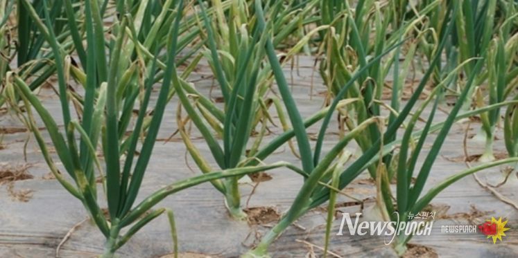 영광군, 양파 노균병 확산 예방 총력 대응