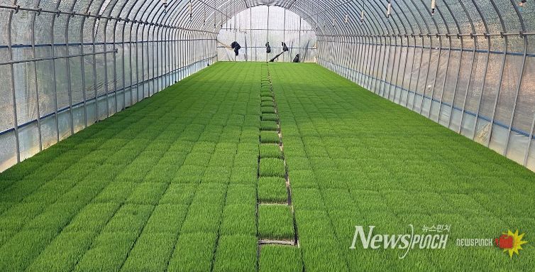 정읍시, 벼 안전육묘를 위한 발아율 사전 확인 당부