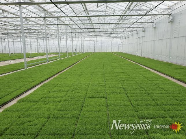 고품질 여주쌀 생산을 위한 볍씨소독 및 적기 못자리 설치