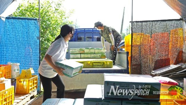 화천군 간동면 지역의 한 농가에서 여성 농업인이 애호박을 출하하고 있다.