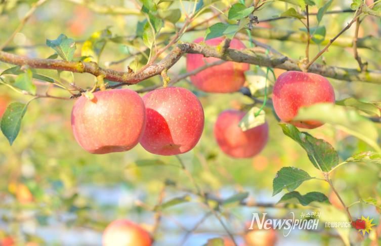 순창군, 과수 화상병 원천 차단 나선다