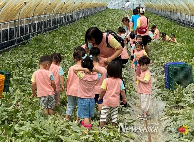 농촌체험휴양마을 사진(수박 수확 체험)