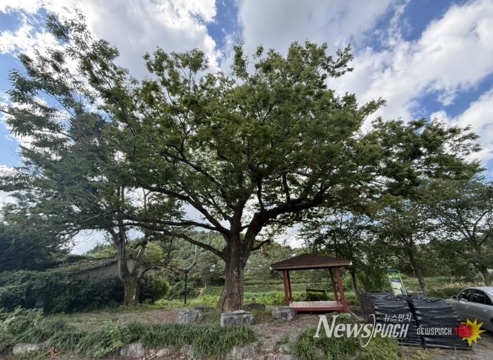 화순군 관내 보호수