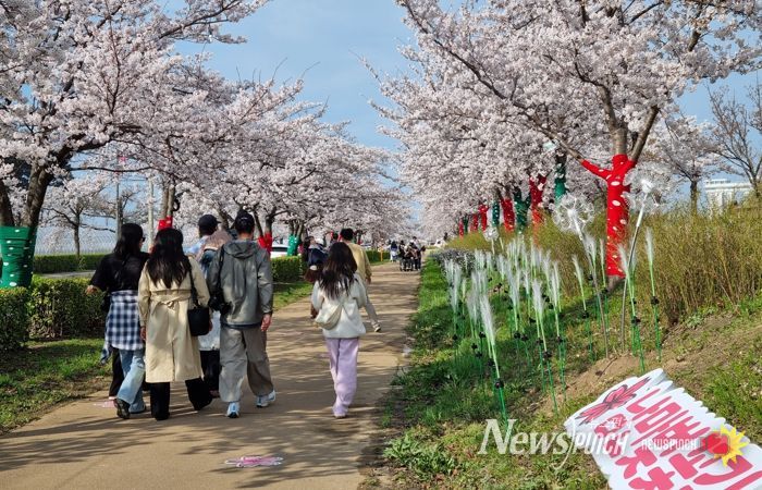 강릉 봄 관광 이끈 ‘2026 경포 벚꽃 축제’ 성료… 통합 홍보로 도심 전역 활기