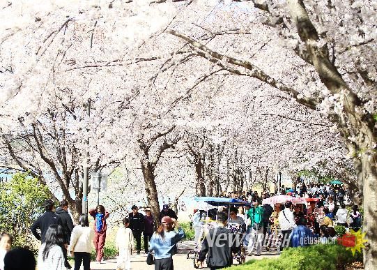 영랑호 벚꽃축제 전경