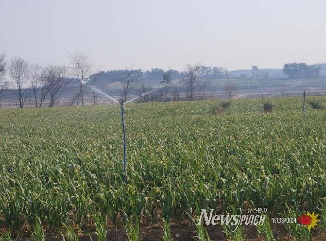 서산시, 마늘 생육기 물관리 및 병해충 방제 강조