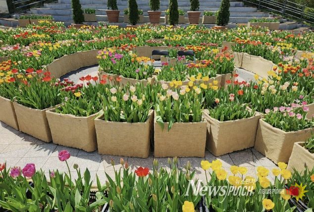 광장에 피어난 봄…포천체육공원 분수광장에 미로형 튤립화단 조성