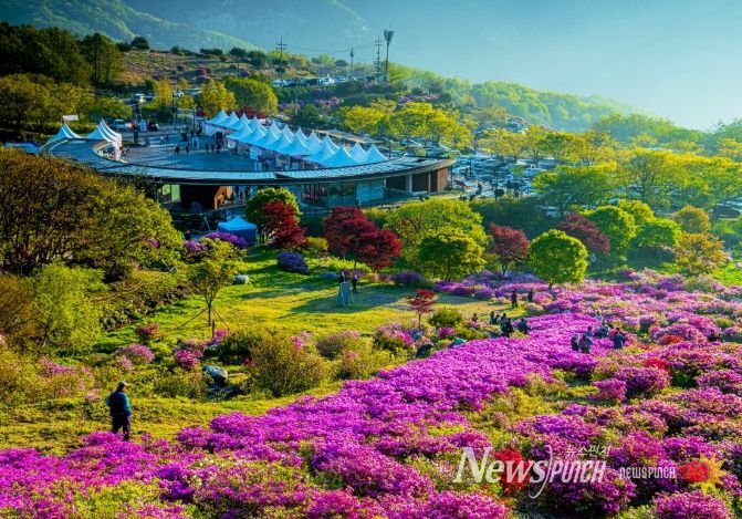 제30회 황매산 철쭉제 개최