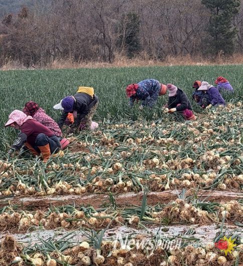 고흥군, 조생양파 가격 하락 대응 소비 촉진 ‘총력’