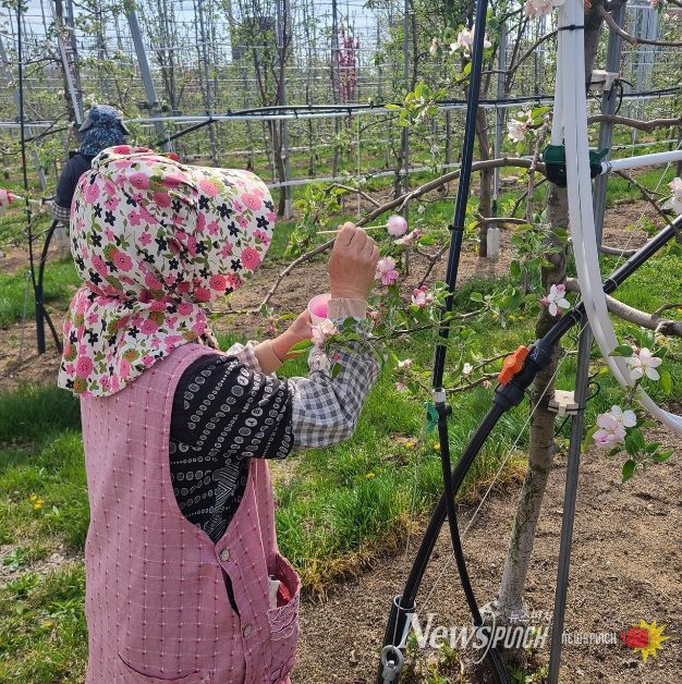 안동시, 사과 저온 피해 극복 위해 ‘인공수분’ 당부