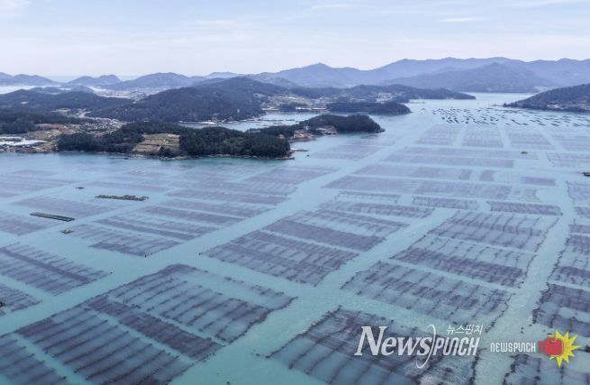 완도 다시마 양식장 전경