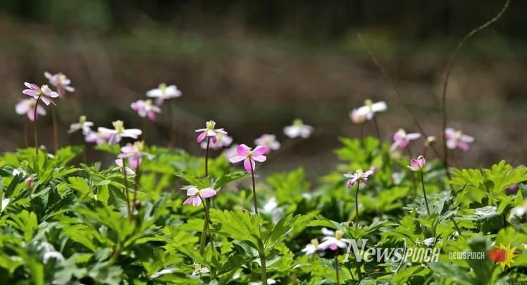 구례 남바람꽃 개화, 올해도 성황리 마무리