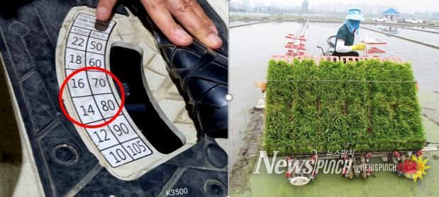 사료용벼 모심는 간격(30 × 14~16㎝, 3,3㎡당 70~80주)